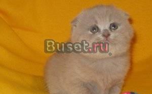 Котята шотландские Москва