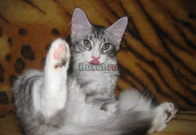Котенок мейн кун 4 мес Москва