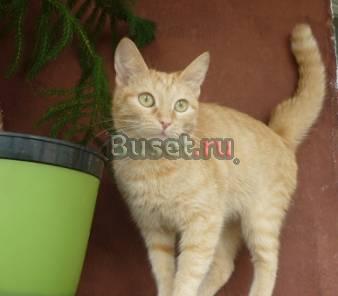Рыжая короткошерстная кошечка в дар Москва