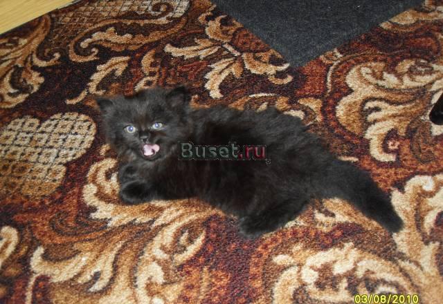 Котята шотландские скоттиш и хайленд Нижний Тагил