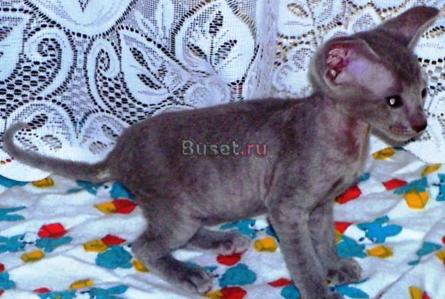 Котята петербургского сфинкса Волгоград