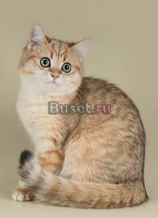 Золотая шиншилла-Британцы Красноярск