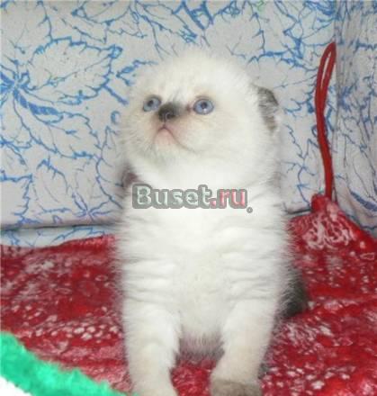 Британцы большемордые Красноярск