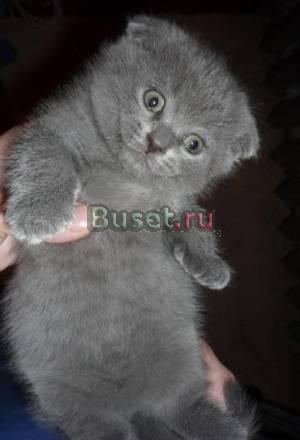 Шотландские вислоухие Красноярск