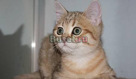 Британский котик золотая шиншилла Москва