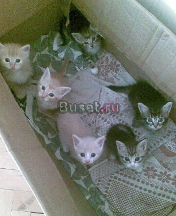 Отдам в хорошие руки (котята 1,5мес.) Санкт-Петербург