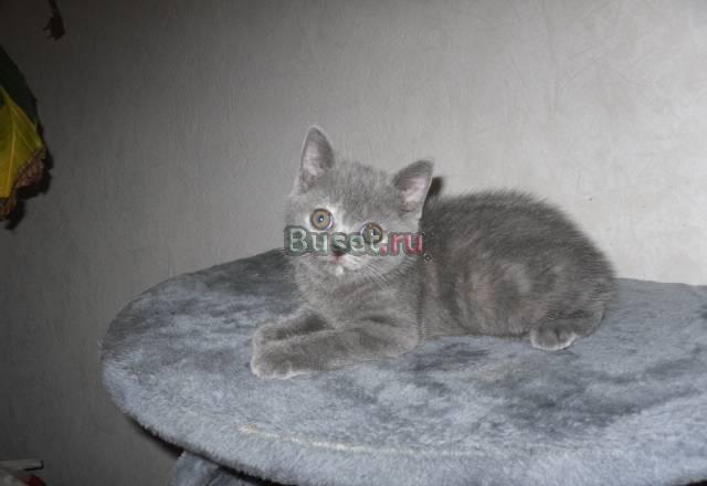 Британские котята Москва