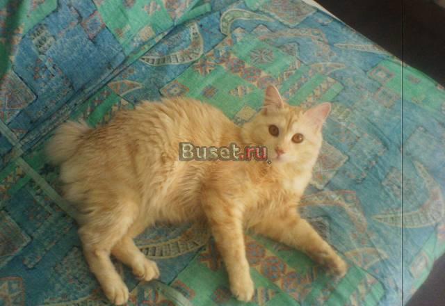Кот Курильский бобтейл приглашает на вязку Новосибирск