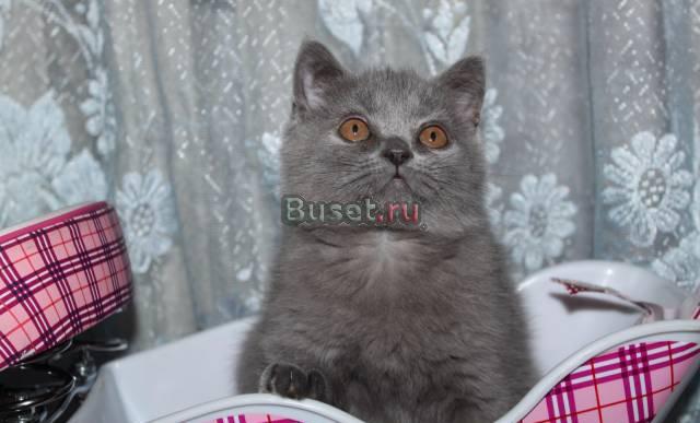 Британский котенок, девочка, клубная Санкт-Петербург