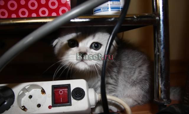 Отдам за симв.плату шотландского вислоухого Москва