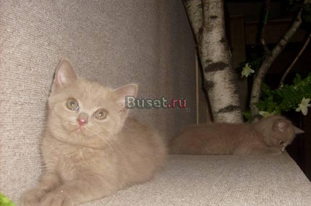 Шотландские котятаСтрайты Москва