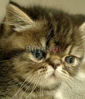 Экзотический котик Москва