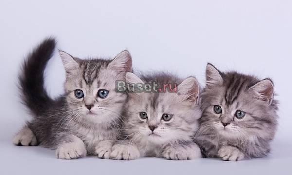 Британские  мраморные котята Самара
