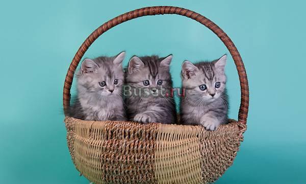 Британские  мраморные котята Уфа