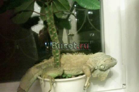 Красивая игуана Новосибирск