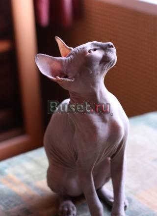 Котята - канадский сфинкс Москва