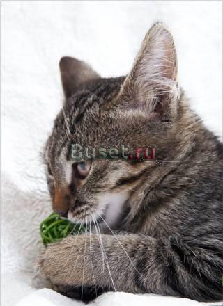 Котята в добрые руки Москва