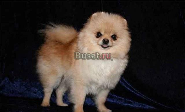 Кремовое чудо ждет родителей Москва