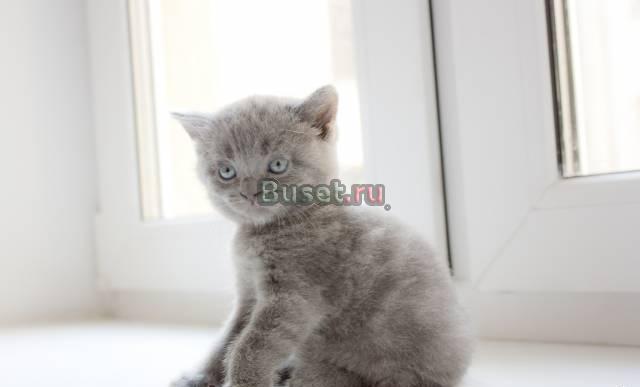 Британские котята Санкт-Петербург