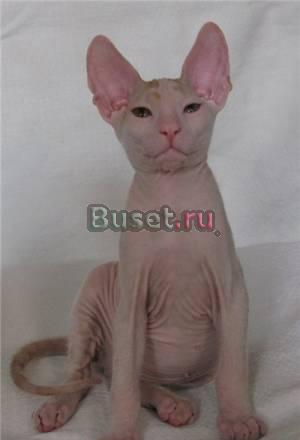 Котик породы Донской сфинкс Москва