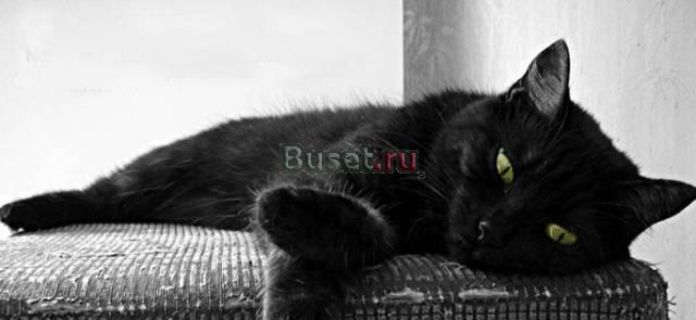 Котенок метис британца 7 месяцев в дар Москва
