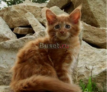Предлагаю котят породы Мэйн-кун Санкт-Петербург