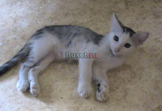 Отдам котенка Москва