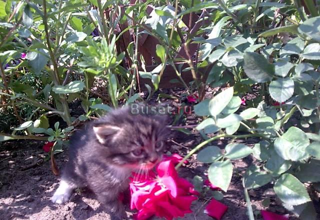 Котенок Тюмень