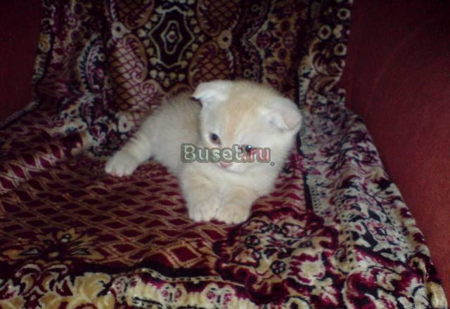 Котенок Реутов