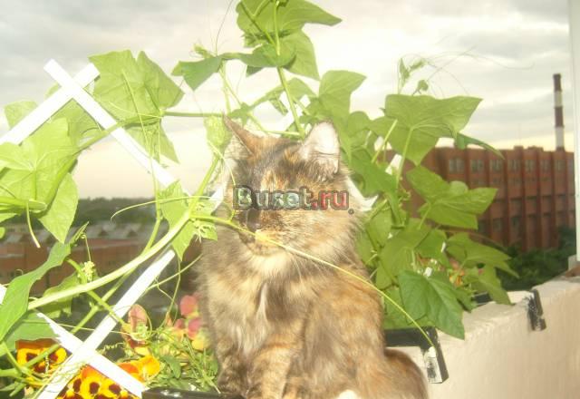 Котята курильского бобтейла Санкт-Петербург