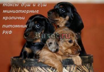 Щенки таксы гш и дш миниатюрные и кроличьи от пи Москва