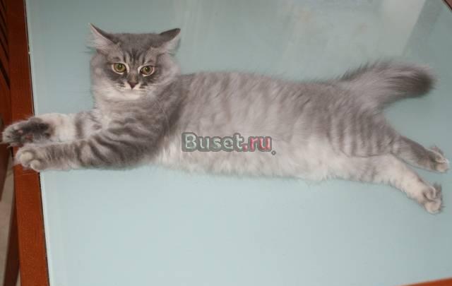 Длинношерстный британский котик (клубный) Санкт-Петербург