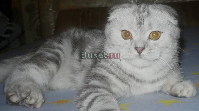Отличный вислоухий котенок,девочка. уши не встанут Москва