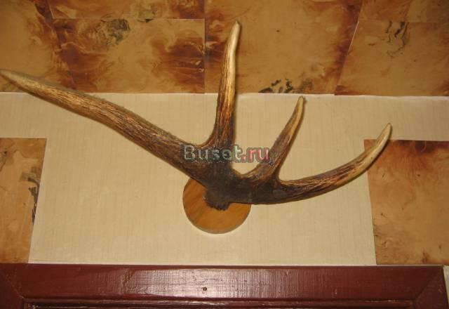 Рога Москва