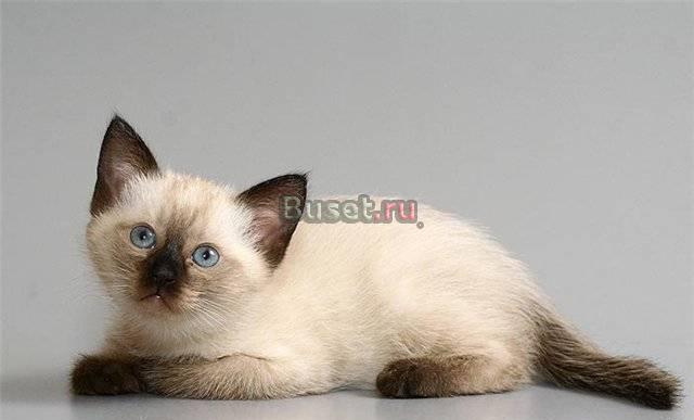 Тайский котенок в добрые руки Москва
