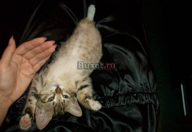 Одтам котенка Москва