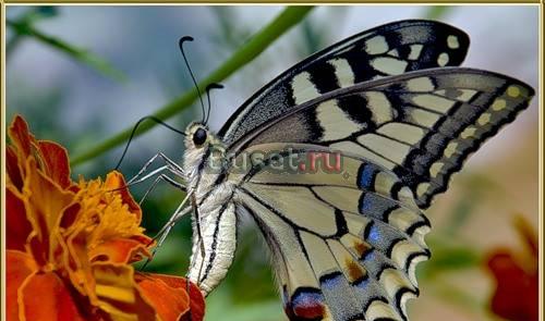 "Натуральный продукт солнечного сияния" (NSP) Ростов-на-Дону