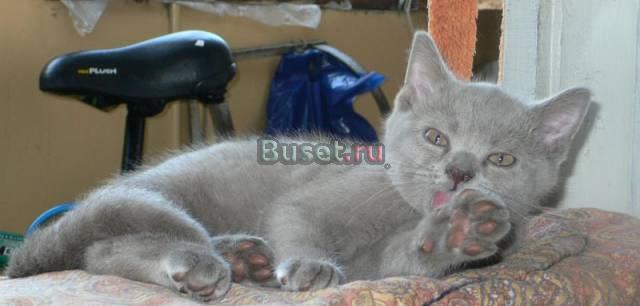Котята британской короткошерстной Санкт-Петербург