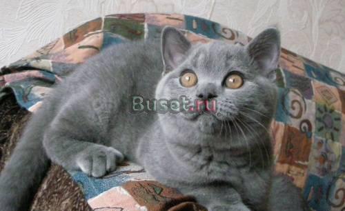 Британские котята Казань
