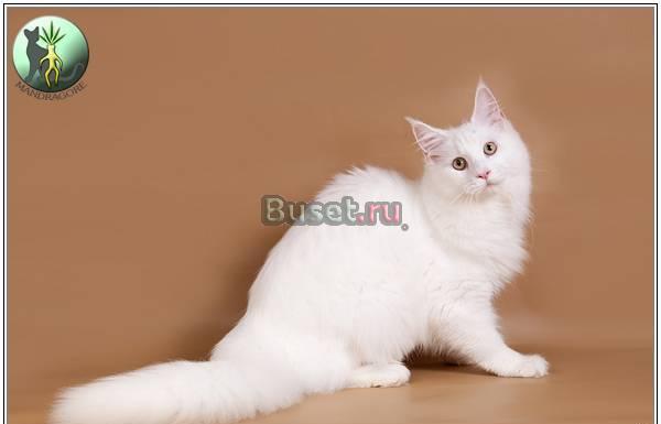 Профессиональный питомник Мэйн-кунов Москва