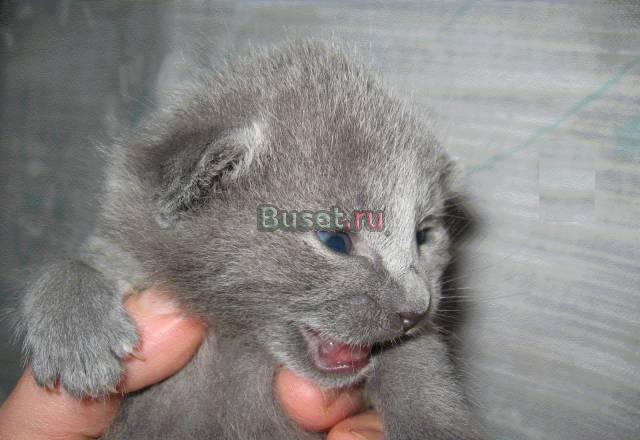 Котенок от русской голубой Нижний Новгород