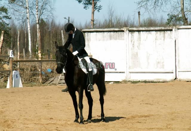 Индивидуальные занятия верховой ездой Санкт-Петербург