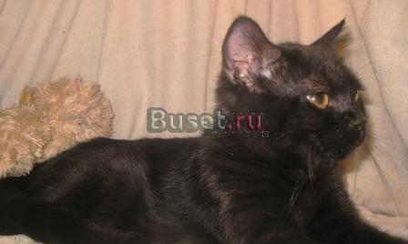 Шотландские,Британские котята Москва