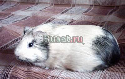 Морские  свинки Волгоград