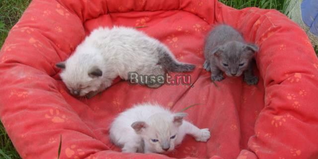 Симпатичные котятки-сфинксы Екатеринбург