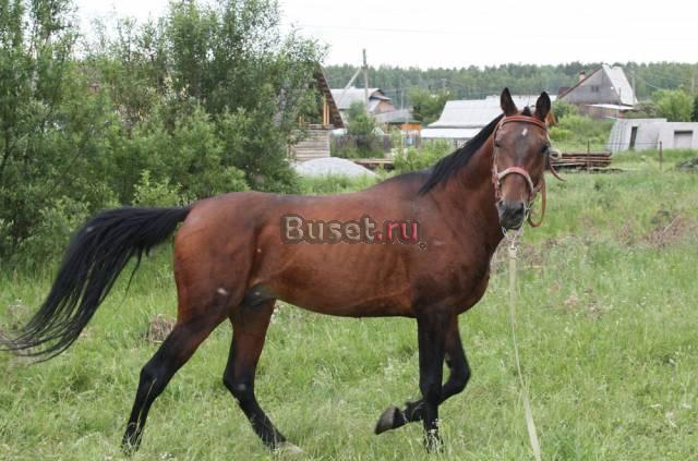 Продам лошадь Екатеринбург