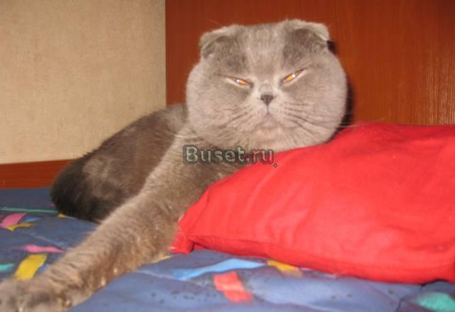 Скотиш фолд ищет невесту Санкт-Петербург