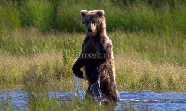 Предлагаю Фиточаи высокого качества Воронеж