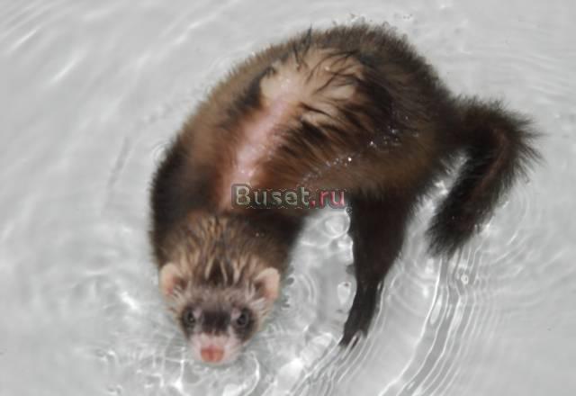 Продам хорька девочку Москва