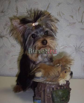 Милашки йорки Мурманск